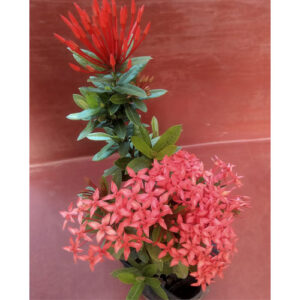 PB-123 Ixora Red