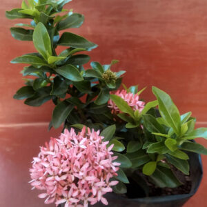 PB-124 Ixora Duffii Pink