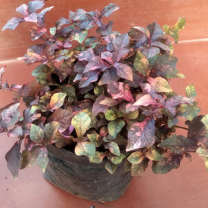 PB-126 Ground Cover Red