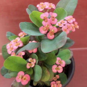 EUPHORBIA FLOWERING