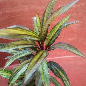 PB-161 Dracaena