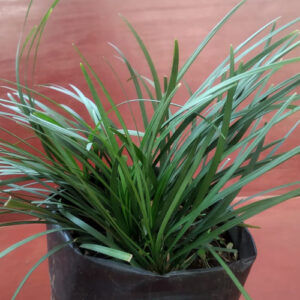 PB-185 Ophiopogon Fine Leaves