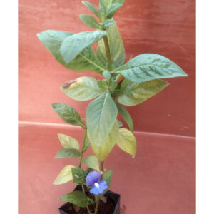 PB-192 Barleria