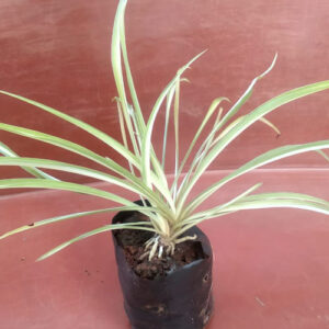 PB-290 Spider Plant