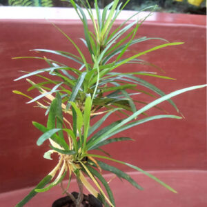 PB-291 Croton