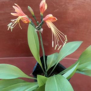 Lilly