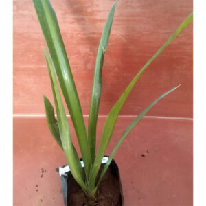 PB-398 Spider Lily- Green
