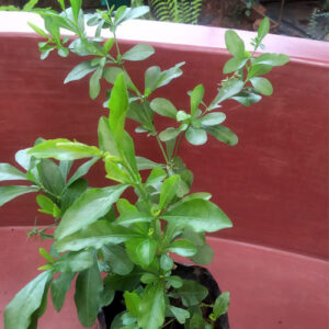 PB-76 Plumbago
