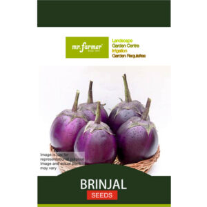 Brinjal Seeds