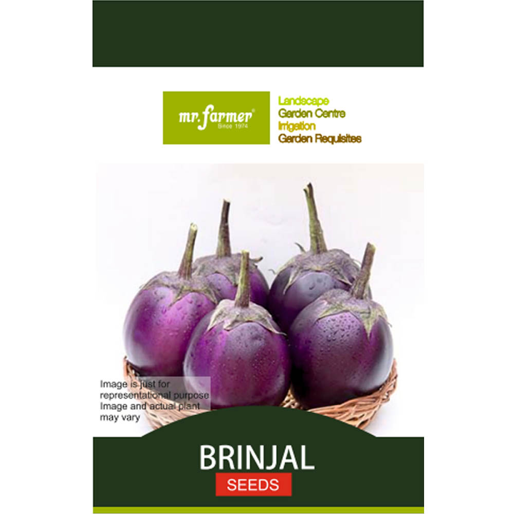 brinjal