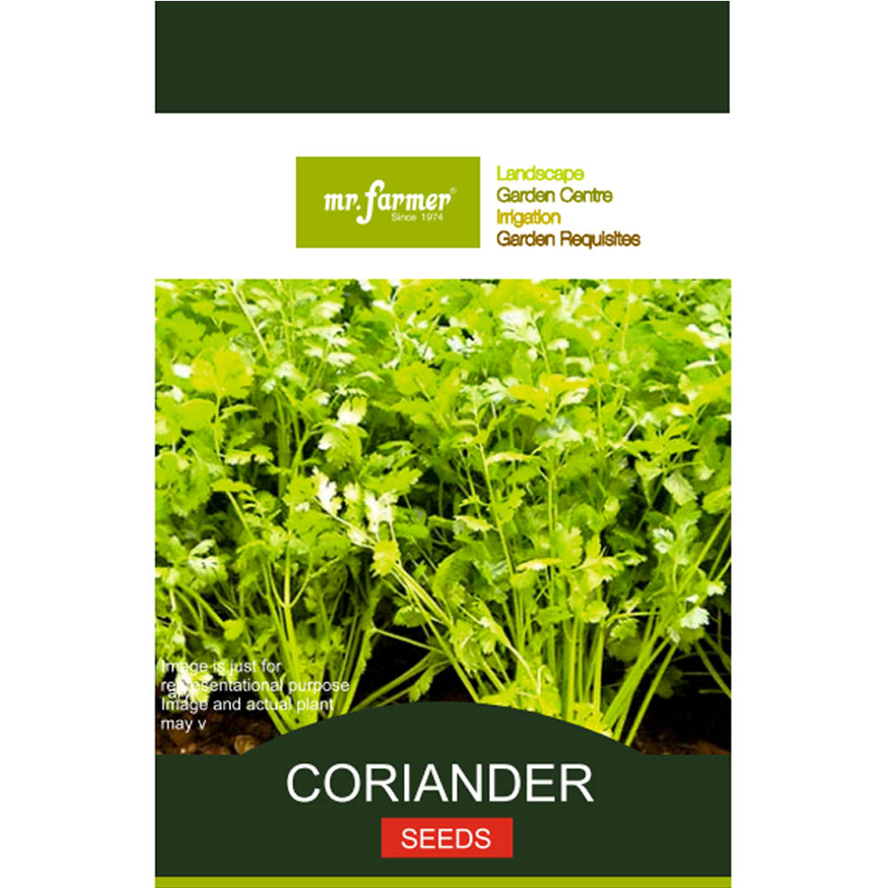 coriander