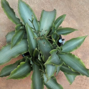 PB-177 Ground Cover