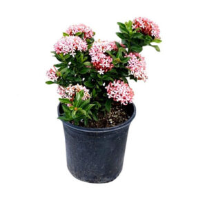 PB-263 Ixora Dwarf