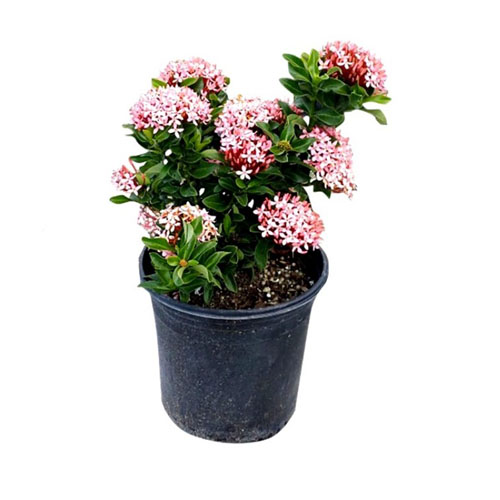 ixora dwarf psd