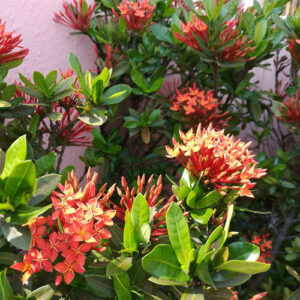 PB-422  Ixora