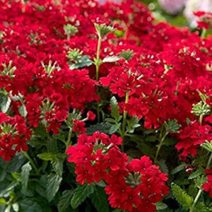 PB-421 Lantana Red