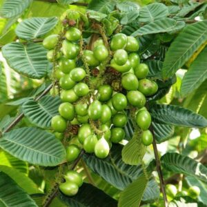 Pometia Pinnata  Plant (Matoa Fruit)