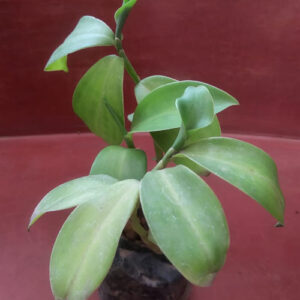 Costus