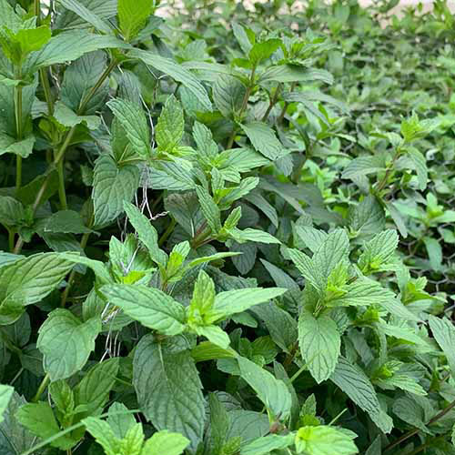 spearming psd