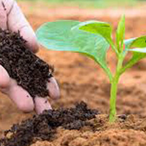 Vermicompost