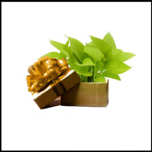 Green gifts