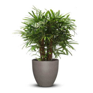 Plastic Pot P- Textured Finish