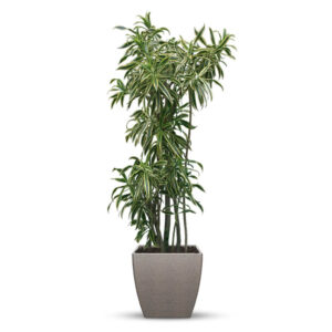 Plastic Pot Square - Textured Finish