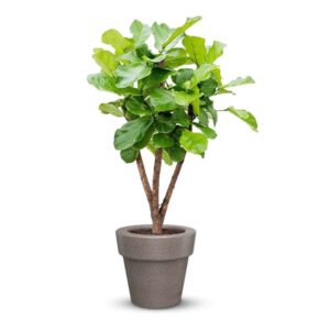 Plastic Pot G- Textured Finish