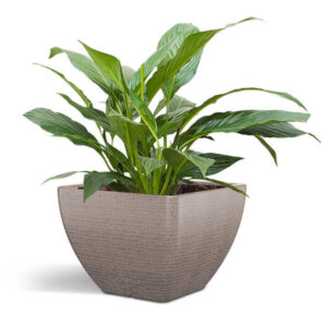 Plastic Pot J - Textured Finish