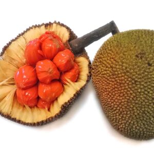 Jackfruit Keledang Plant