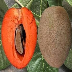 Chikoo Red Plant