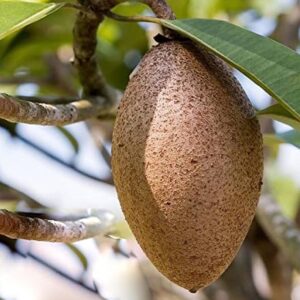 Chikoo Plant