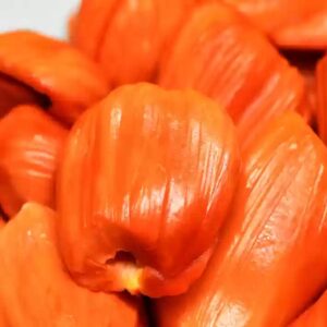 Jackfruit Vietnam Red Plant