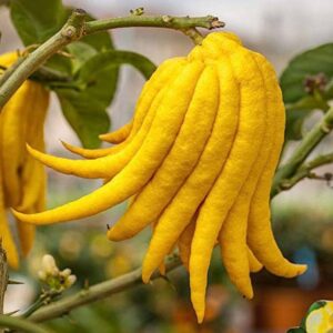 Lemon Buddha's Hand Plant