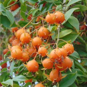 Lemon Vine Plant (Pereskia Aculata)