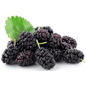 Mulberry Plant
