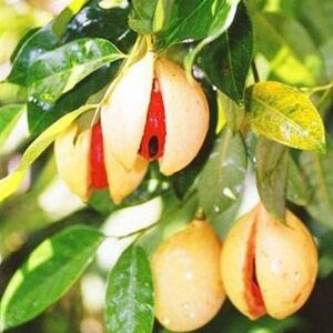 Nutmeg Plant - Pathri Rani
