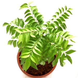 Kadipatta Plant