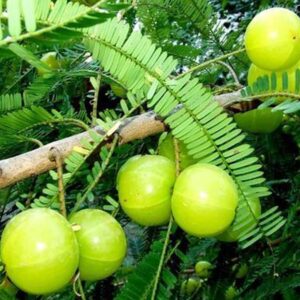 Emblica Officinalis Plant