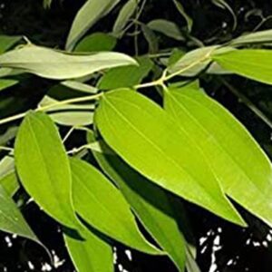 Indian Bay Leaf Plant (Tej Patta)
