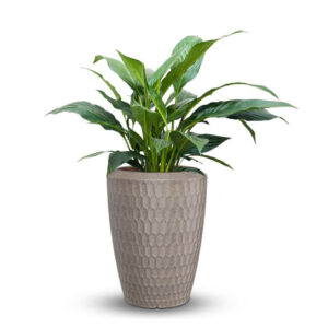 Plastic Pot M- Textured Finish