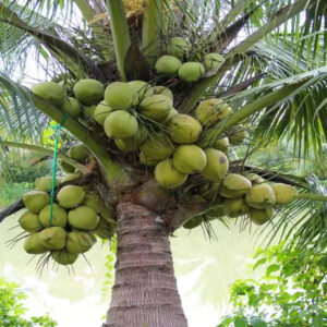Coconut Seedling Hybrid Plant