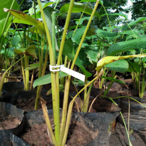 Set of 25- Plant Tie Label