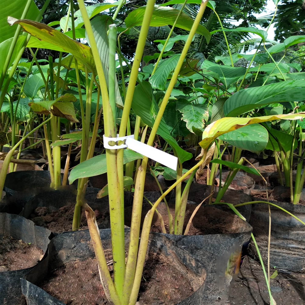 plant label1