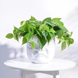 Ceramic Pots S-73