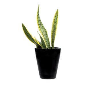 Ceramic Pots S-91