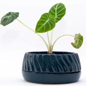 Ceramic Flat Pots S-104