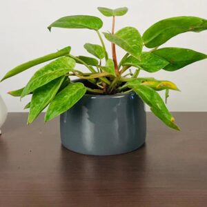 Ceramic Pots S-95