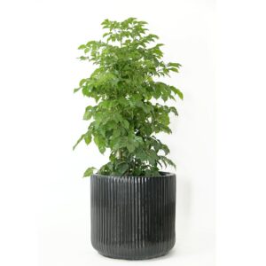 Ceramic Pots S-105