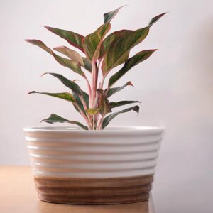 Ceramic Pot S-70